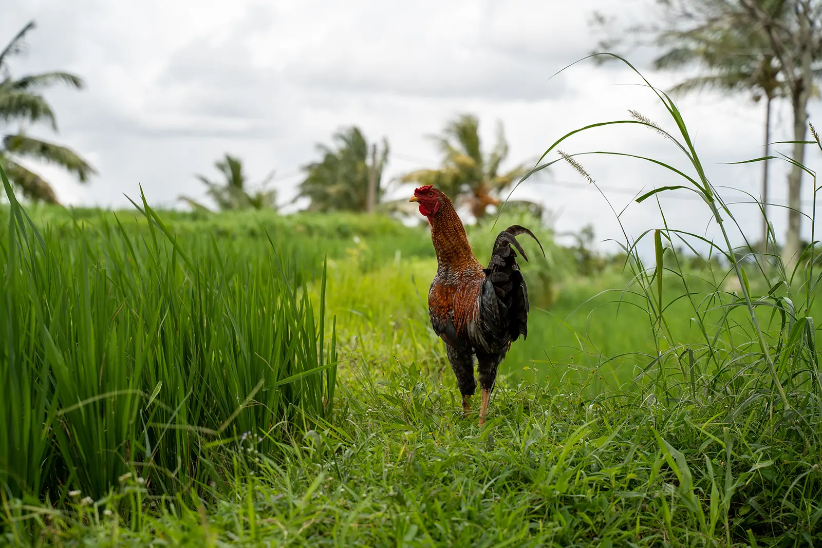 Hahn zwischen grünen Reisfeldern und Palmen in Lombok Indonesien